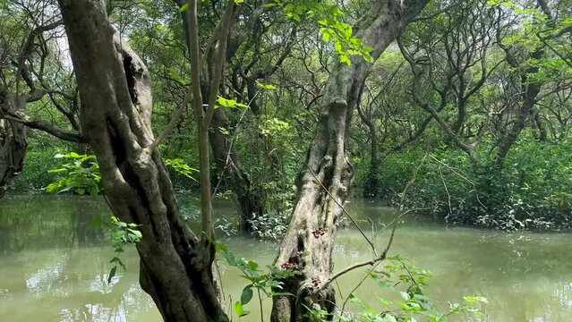 Tourism in Bangladesh. Travel Destination. Ratargul Swamp Forest in Sylhet