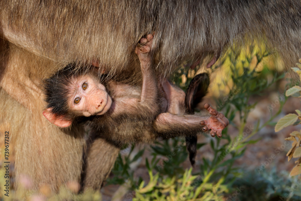 Wall mural a baby chacma baboon (papio ursinus) hanging onto its mother, kruger national park, south africa.