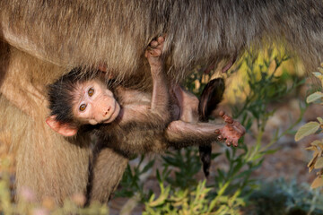 A baby Chacma baboon (Papio ursinus) hanging onto its mother, Kruger National Park, South Africa.