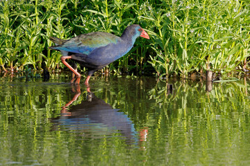 A colorful swamphen (Porpyrio madagascariensis) in natural habitat, South Africa.