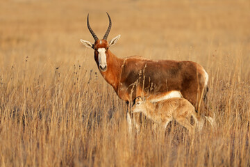 A blesbok antelope (Damaliscus pygargus) in grassland with small calf, Mountain Zebra National Park, South Africa.