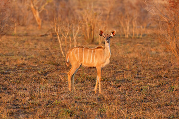 A young female kudu antelope (Tragelaphus strepsiceros), Kruger National Park, South Africa.