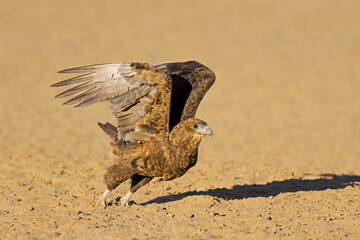 Immature bateleur eagle (Terathopius ecaudatus) taking off, Kalahari desert, South Africa.