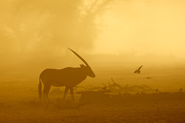 A gemsbok antelope (Oryx gazella) and doves silhouetted in dust at sunrise, Kalahari desert, South Africa.