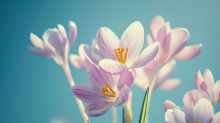 Fototapeta premium Natural autumn background with delicate lilac crocus flowers on blue sky banner
