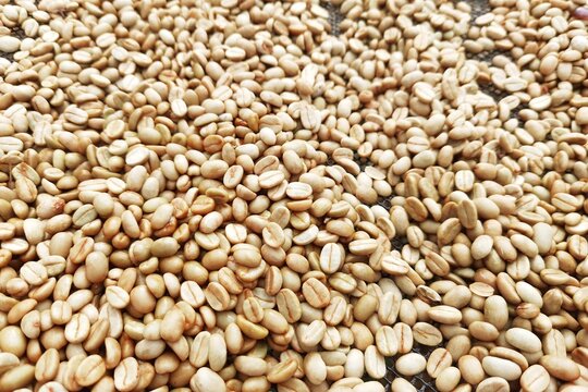 Close up of coffee beans for background                                                               