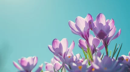 Fotobehang Natural autumn background with delicate lilac crocus flowers on blue sky banner © ND STOCK