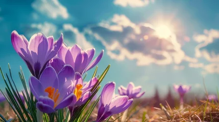 Rolgordijnen Natural autumn background with delicate lilac crocus flowers on blue sky banner © ND STOCK