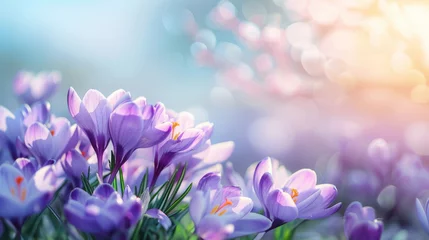 Fotobehang Natural autumn background with delicate lilac crocus flowers on blue sky banner © ND STOCK