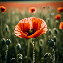 Red common Poppy flower in countryside field