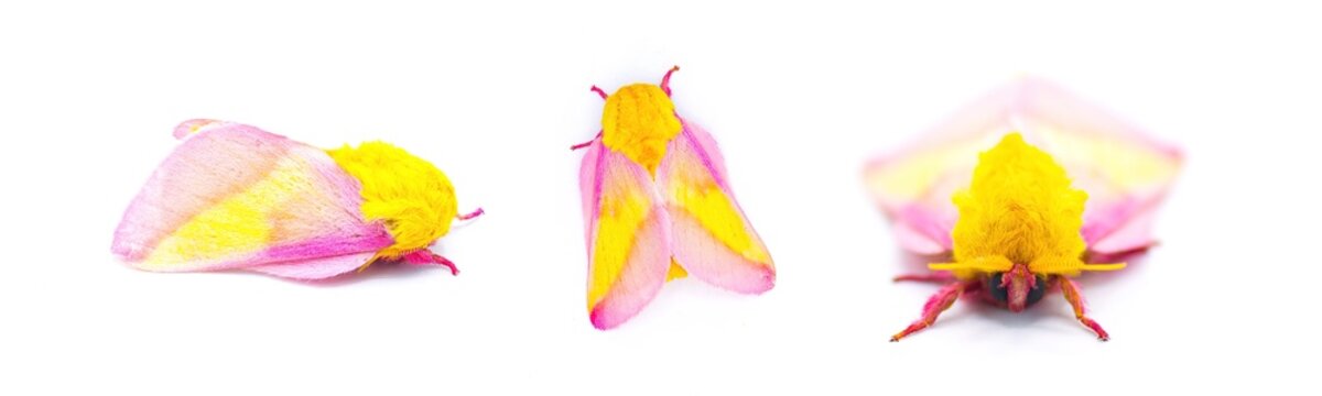Rosy maple silk moth - Dryocampa rubicunda - is a small North American moth in the family Saturniidae, also known as the great silk moths isolated on white background three views