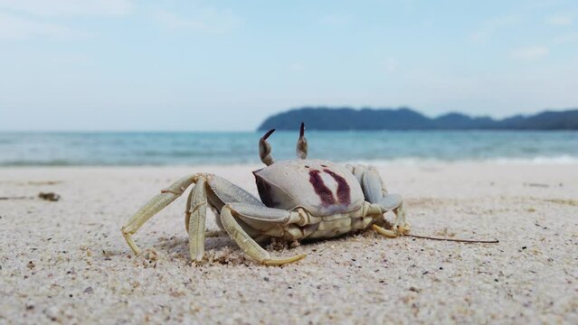 Side view of Horned ghost crab (Ocypode ceratophthalmus) close up, on white sand against the surf of a beautiful turquoise sea.
