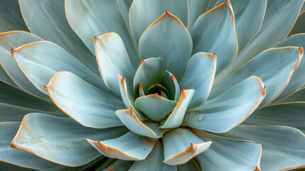 Close-Up of a Blue Agave Desert Plant, Mexico, Tequila Plant