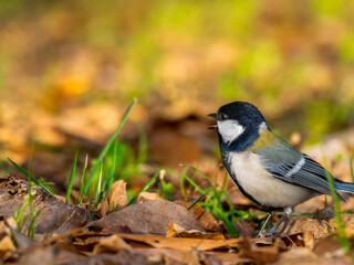 落ち葉の地面を歩くシジュウカラ