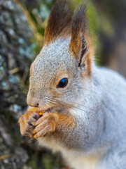 The squirrel with nut sits on a branches in the spring or summer. Portrait of the squirrel close-up