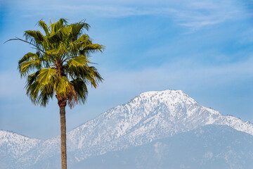 Palm Tree Frame Left and Cucamonga Peak Under Blue Sky
