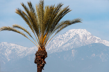 Palm Tree Ctr-Left and Cucamonga Peak Under Blue Sky