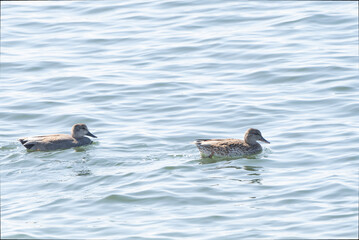 Pair of Gadwalls swimming