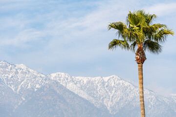 Palm Tree Frame Right and Snow-capped San Gabriel Mountains