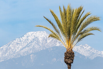 Palm Tree Frame Right and Cucamonga Peak Under Blue Sky