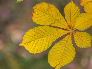 Yellow Horse chestnut leaves in autumn