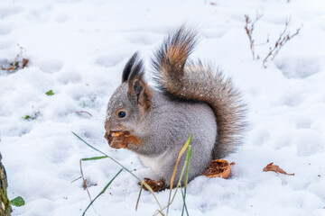 The squirrel in winter sits on white snow.