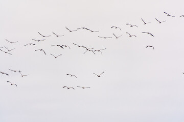 Flying cranes flock against blue sky
