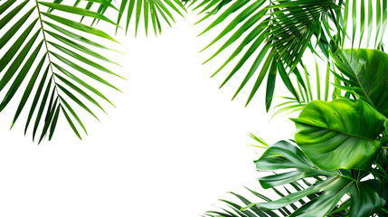 Fresh green palm leaves isolated, on transparent white background, text copy space