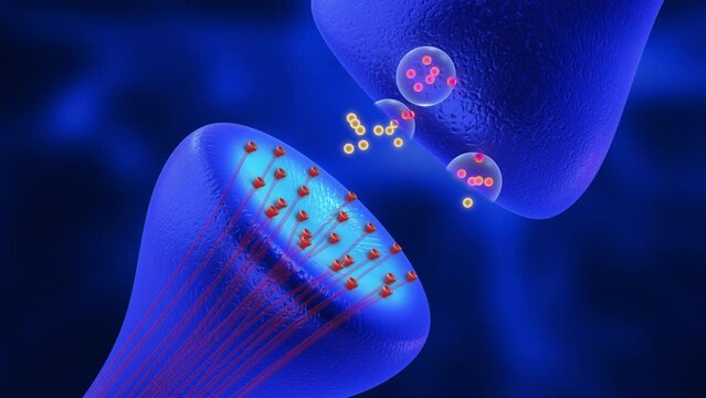 Synapses and Neurotransmission medical concept
