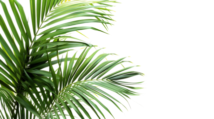Fresh green palm leaves isolated, on transparent white background, text copy space