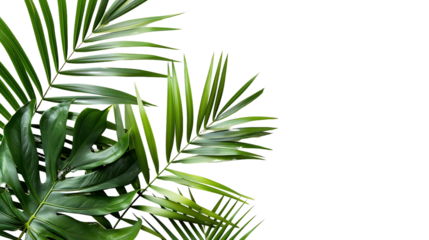 Fresh green palm leaves isolated, on transparent white background, text copy space