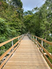 Fototapeta premium into the woods bridge