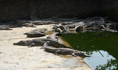 Crocodiles farm in Bangladesh in a summer day.Crocodiles in a crocodile farm in Naikkhongchari, Bandarban, Bangladesh