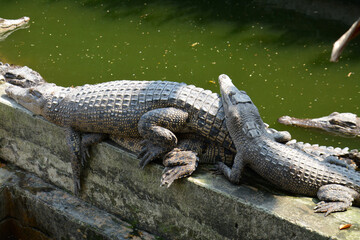 Crocodiles farm in Bangladesh in a summer day.Crocodiles in a crocodile farm in Naikkhongchari, Bandarban, Bangladesh