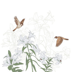 white lily flowers and sparrow birds, vector drawing floral composition , flowering garden , hand drawn natural illustration