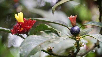 Obraz na płótnie Canvas Flor-de-cera ou casca-d’anta. Nativa da Floresta Atlântica, flores vibrantes, de cor amarela e com cálices avermelhado,nome científico é Psychotria nuda.