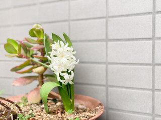 庭で咲いた白いヒヤシンス