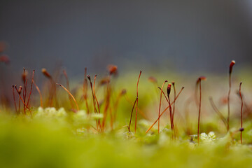 Close up of moss with blurred background. Shallow depth of field.