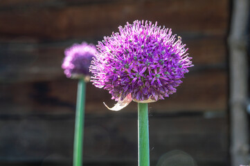 Blooming purple garlic on a background of green grass. Garlic for eating and cooking. Plants with a...