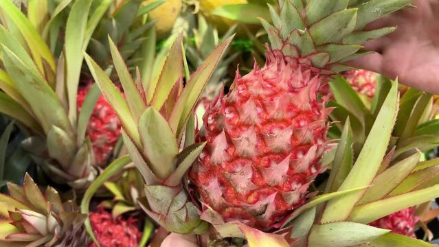 a girl touches a prickly red pineapple in a store with her finger, shows the prickliness Hawaii red pineapples