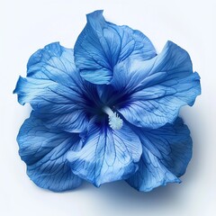 Blue Flower on White Background. Floral, Nature, Plant, Blossom, Petals, Bloom, Garden
