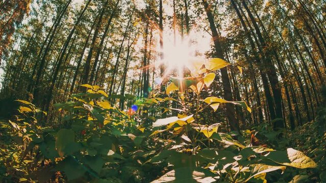 Sunlight Sunrays Sunshine In Forest. Fall Autumn Mood Timelapse. Transition Forest From Summer Green To Autumn Yellow. Sun Shine. Season Change Concept. Bottom View Green Trees And Grass Turn Yellow.