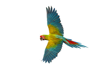 Colorful flying Military Macaw parrot isolated on white background.	