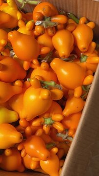 Strange bright orange in Vietnam during New Year's Sold on the street on the ground in boxes by traders at the market Before the New Year tet