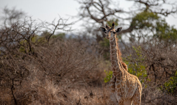 Curious baby giraffe in Kruger National Park in South Africa RSA