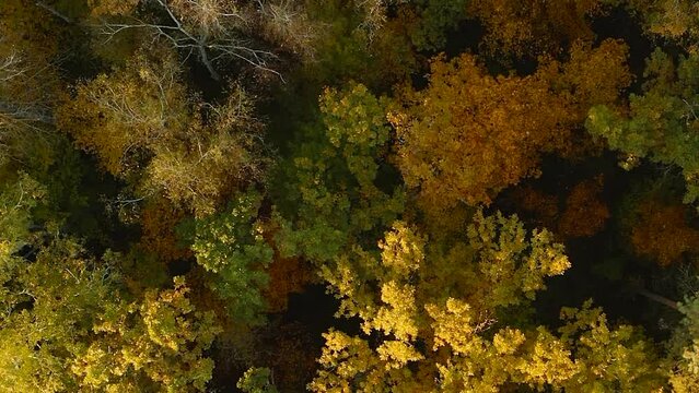 Aerial View Of Oak Forest 4K. Elevated View Of Woods Forest Landscape During Sunset In Autumn Evening. Calm Flight Above Fall Autumn Mixed Forest During Beautiful Sunset Evening. Sun Sunlight Through