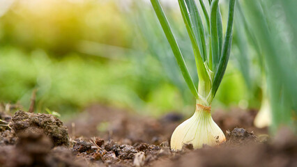 Young onion growing in the garden. Selective focus - obrazy, fototapety, plakaty