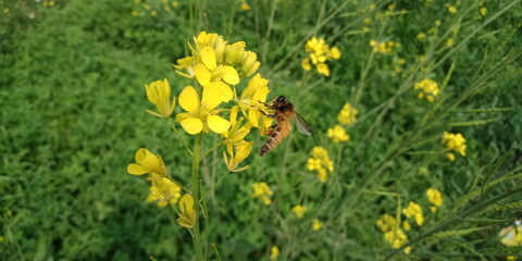 Fototapeta premium yellow dandelions in the grass