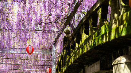 うららかな春風に揺れるアーチ橋に掛かる美しい大藤の花
Beautiful wisteria...