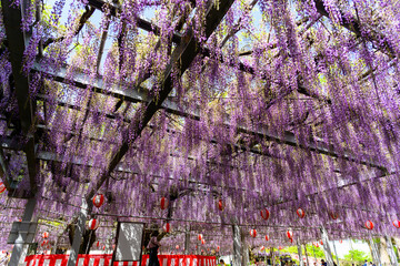 うららかな春日和に映える大藤の花とお祭り広場風景
Large wisteria flowers and...